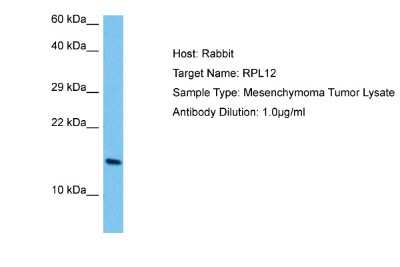 Western Blot: RPL12 Antibody [NBP2-85656]