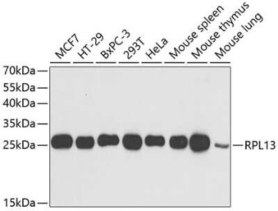 Western Blot: RPL13 AntibodyBSA Free [NBP2-94110]