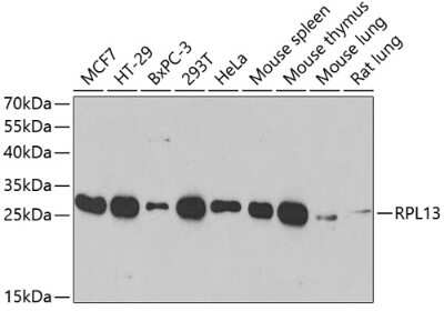 Western Blot: RPL13 AntibodyBSA Free [NBP2-94875]