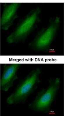 Immunocytochemistry/ Immunofluorescence: RPL13A Antibody [NBP1-32710]