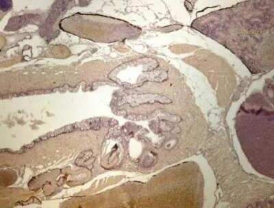 Immunohistochemistry-Paraffin: RPL13A Antibody [NBP1-32710]