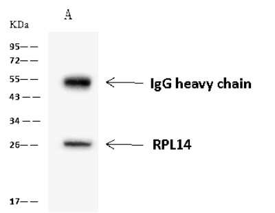 Immunoprecipitation: RPL14 Antibody [NBP2-97838]