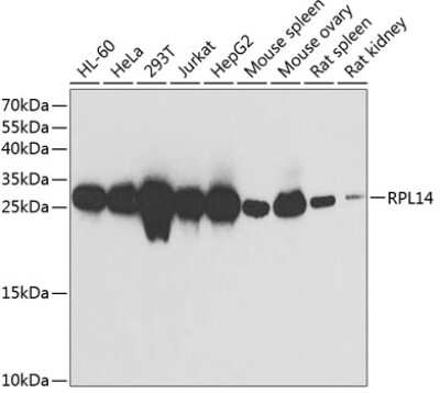 Western Blot: RPL14 AntibodyBSA Free [NBP2-94093]