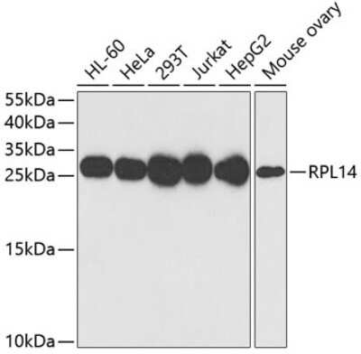 Western Blot: RPL14 AntibodyBSA Free [NBP2-94115]