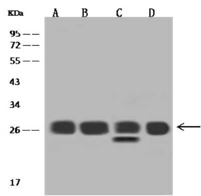 Western Blot: RPL14 Antibody [NBP2-97838]