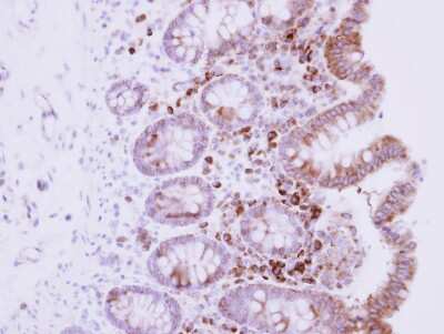Immunohistochemistry-Paraffin: RPL15 Antibody [NBP2-20212]