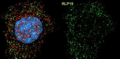 Immunocytochemistry/ Immunofluorescence: RPL19 Antibody (3H4) [H00006143-M01]