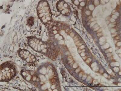 Immunohistochemistry-Paraffin: RPL19 Antibody (3H4) [H00006143-M01]