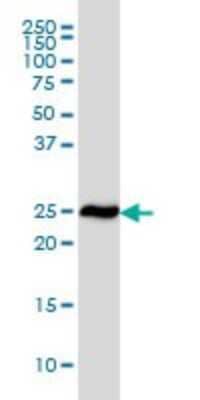 Western Blot: RPL19 Antibody (3H4) [H00006143-M01]