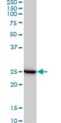 Western Blot: RPL19 Antibody (3H4) [H00006143-M01]