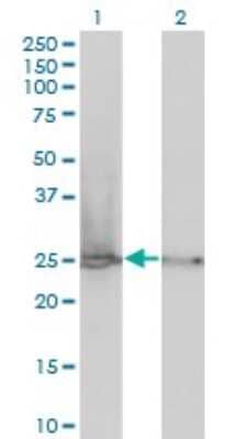 Western Blot: RPL19 Antibody (3H4) [H00006143-M01]