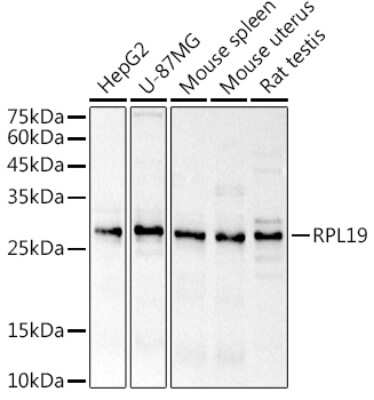 Western Blot: RPL19 AntibodyAzide and BSA Free [NBP3-16045]