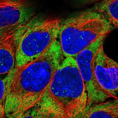 Immunocytochemistry/ Immunofluorescence: RPL21 Antibody [NBP2-13252]