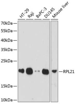 Western Blot: RPL21 AntibodyAzide and BSA Free [NBP2-93190]