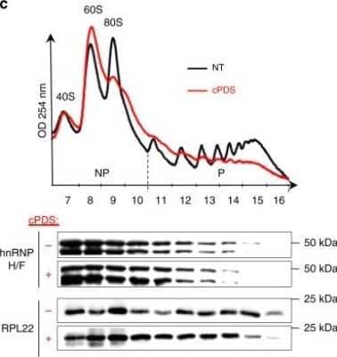 Western Blot: RPL22 Antibody [NBP1-06069]