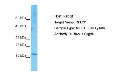 Western Blot: RPL22 Antibody [NBP1-98446]