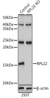 Western Blot: RPL22 AntibodyAzide and BSA Free [NBP2-93082]