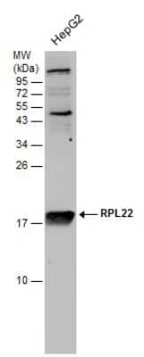 Western Blot: RPL22 Antibody [NBP3-12976]