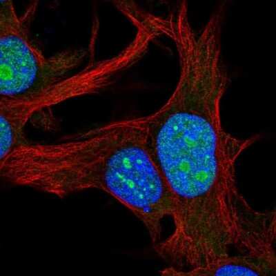 Immunocytochemistry/ Immunofluorescence: RPL22L1 Antibody [NBP2-68868]