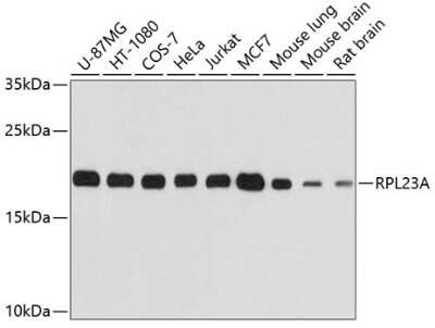 Western Blot: RPL23A AntibodyBSA Free [NBP2-93160]