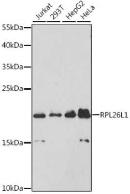 Western Blot: RPL26L1 AntibodyAzide and BSA Free [NBP2-93081]