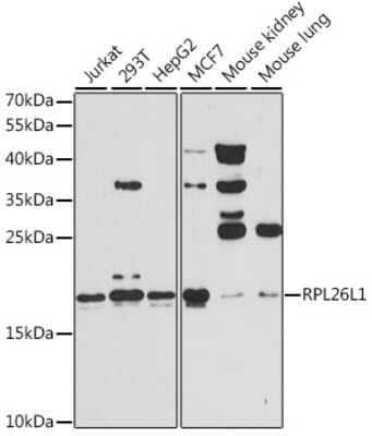 Western Blot: RPL26L1 AntibodyAzide and BSA Free [NBP2-94837]