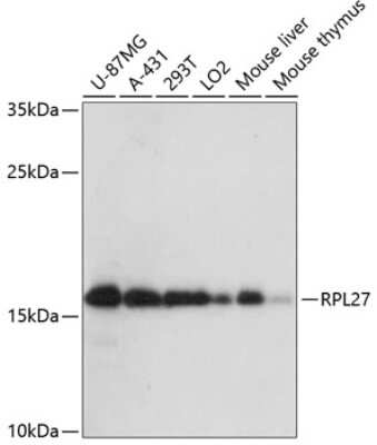 Western Blot: RPL27 AntibodyAzide and BSA Free [NBP2-94240]