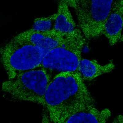 Immunocytochemistry/ Immunofluorescence: RPL27A Antibody [NBP2-37979]