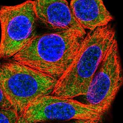 Immunocytochemistry/ Immunofluorescence: RPL28 Antibody [NBP2-13254]