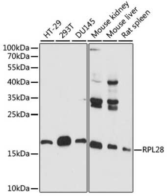 Western Blot: RPL28 AntibodyAzide and BSA Free [NBP2-93881]