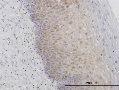 Immunohistochemistry-Paraffin: RPL29 Antibody [H00006159-B01P]