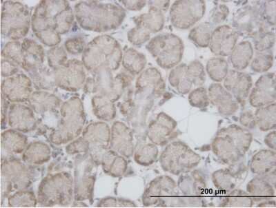 Immunohistochemistry-Paraffin: RPL29 Antibody [H00006159-B02P]