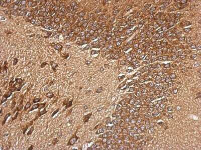 Immunohistochemistry-Paraffin: RPL29 Antibody [NBP2-15103]