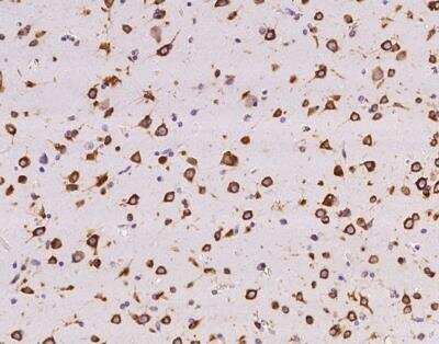 Immunohistochemistry-Paraffin: RPL29 Antibody [NBP3-12600]