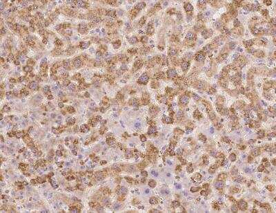 Immunohistochemistry-Paraffin: RPL29 Antibody [NBP3-12600]