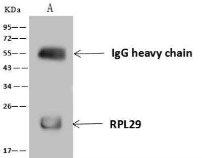 Immunoprecipitation: RPL29 Antibody [NBP3-12600]