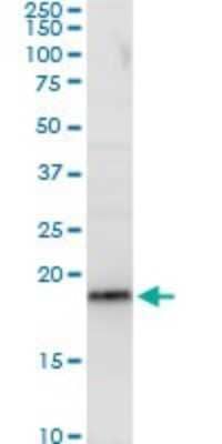 Western Blot: RPL29 Antibody [H00006159-B01P]