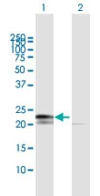 Western Blot: RPL29 Antibody [H00006159-B01P]