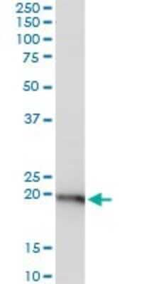 Western Blot: RPL29 Antibody [H00006159-B02P]