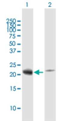 Western Blot: RPL29 Antibody [H00006159-B02P]