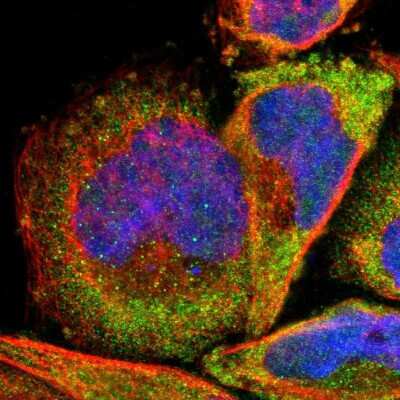 Immunocytochemistry/ Immunofluorescence: RPL3 Antibody [NBP1-81332]