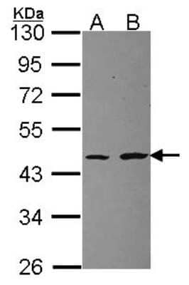 Western Blot: RPL3 Antibody [NBP2-20214]