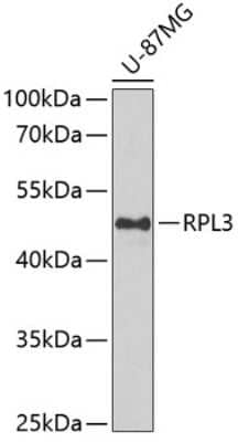 Western Blot: RPL3 AntibodyBSA Free [NBP2-94493]