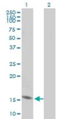 Western Blot: RPL30 Antibody (2A4) [H00006156-M03]