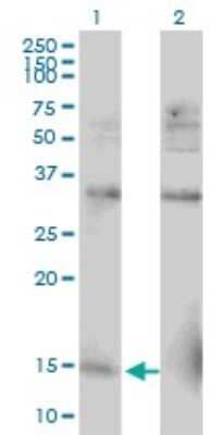 Western Blot: RPL30 Antibody (2F6) [H00006156-M04]