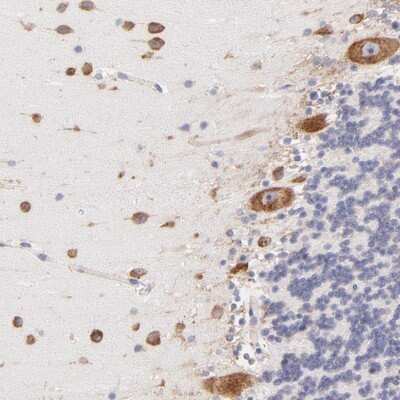Immunohistochemistry-Paraffin: RPL30 Antibody [NBP1-82855]
