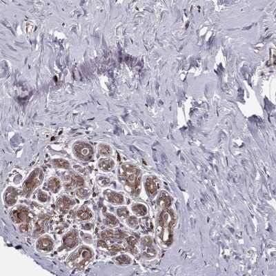Immunohistochemistry-Paraffin: RPL31 Antibody [NBP2-58847]