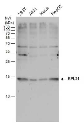 Western Blot: RPL31 Antibody [NBP2-43783]