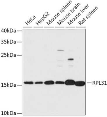 Western Blot: RPL31 AntibodyAzide and BSA Free [NBP2-94135]