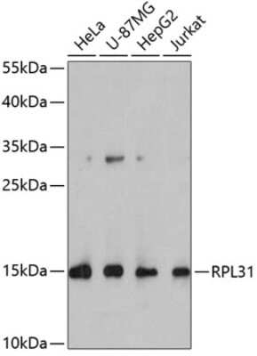 Western Blot: RPL31 AntibodyBSA Free [NBP3-04269]